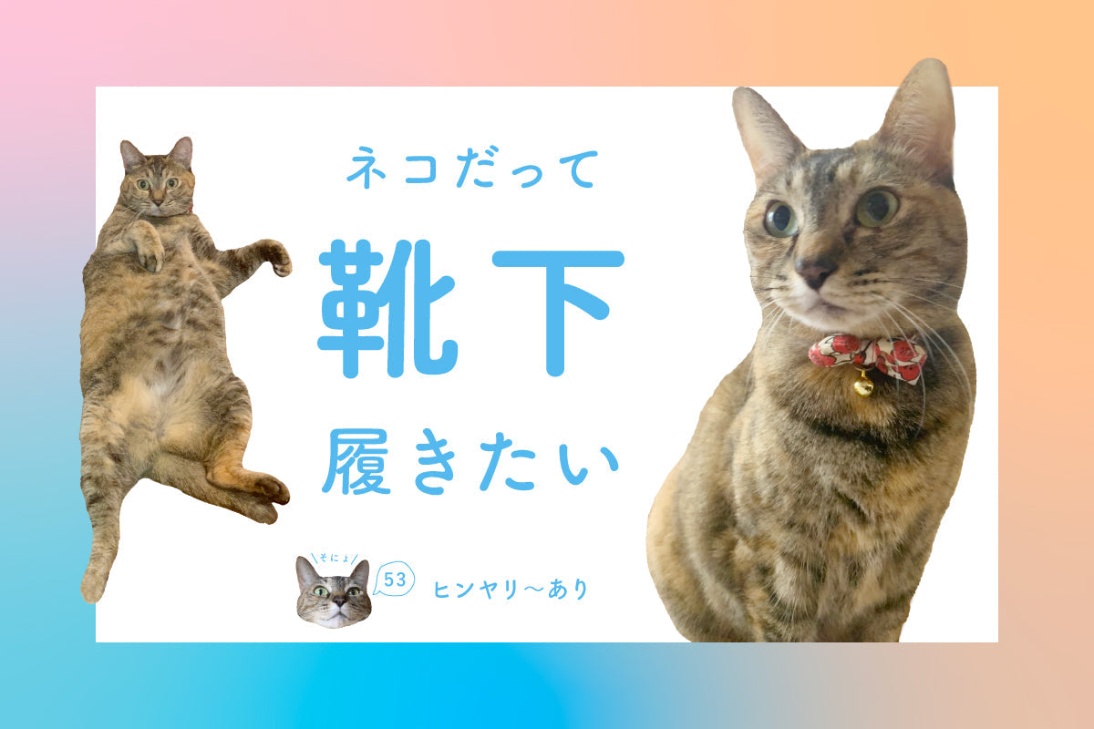 ネコだって靴下履きたい vol.53
