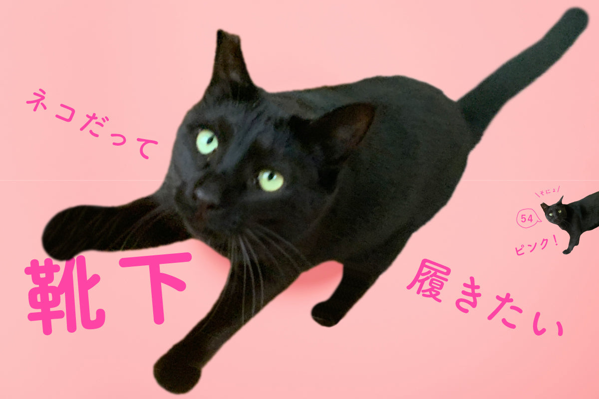 ネコだって靴下履きたい vol.54