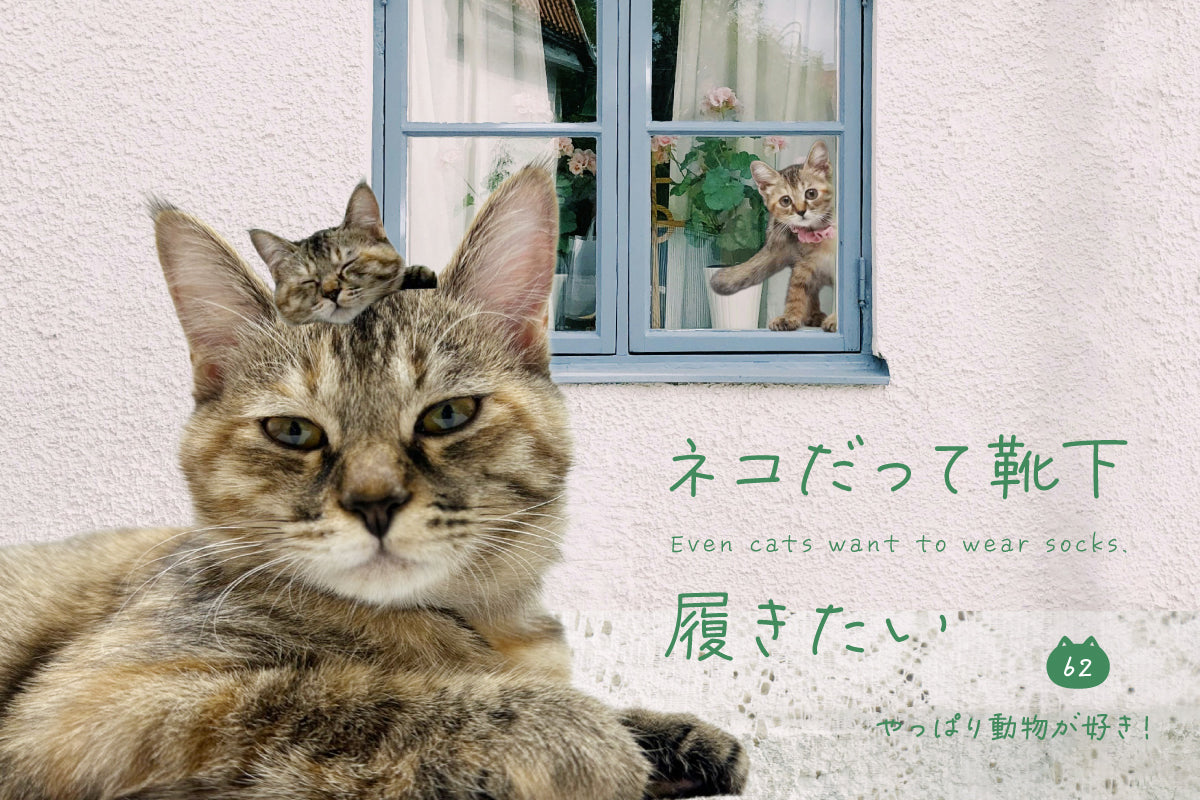 ネコだって靴下履きたい vol.62