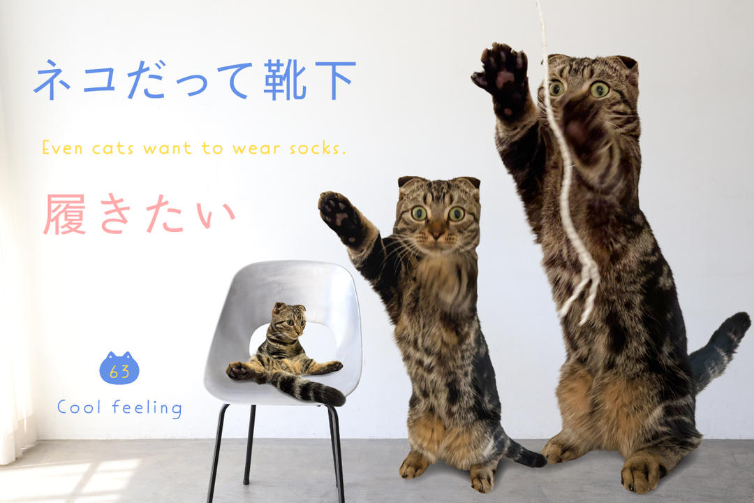 ネコだって靴下履きたい vol.63
