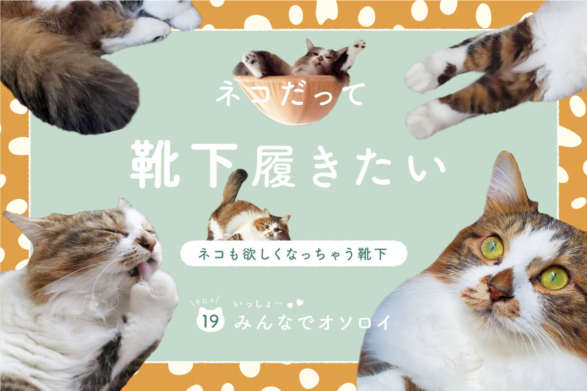 ネコだって靴下履きたい vol.19