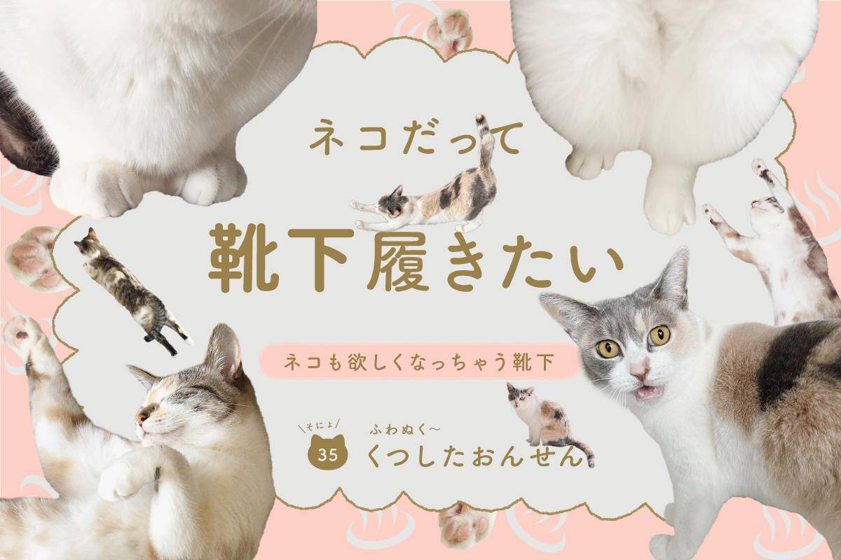 ネコだって靴下履きたい vol.35