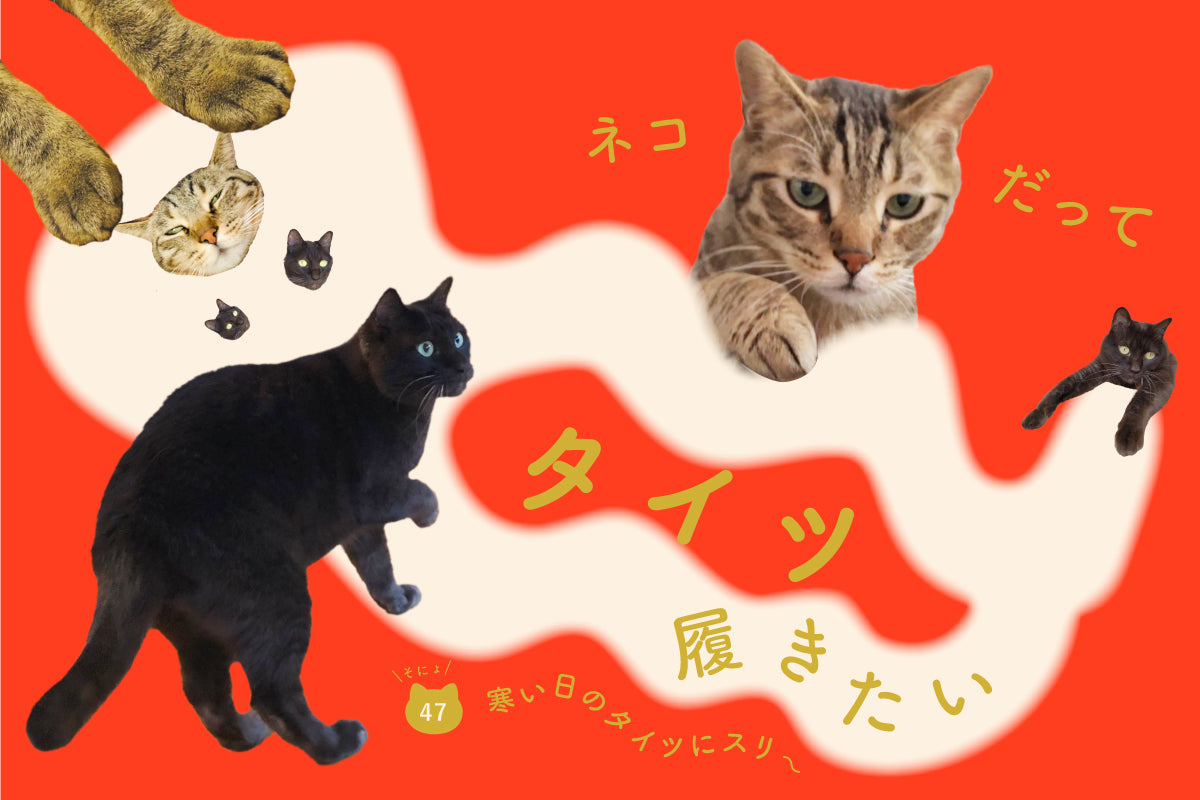 ネコだって靴下履きたい vol.47