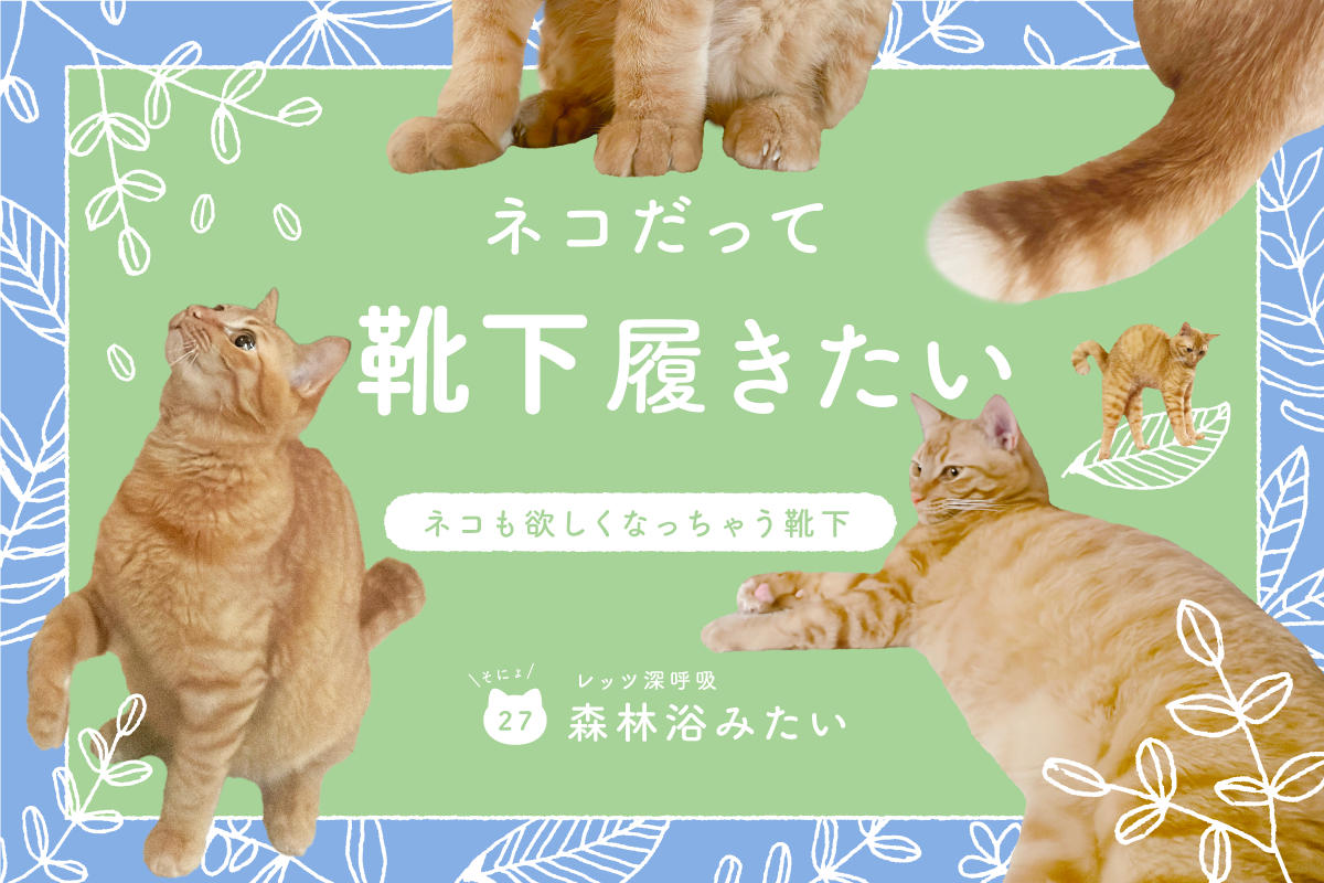 ネコだって靴下履きたい vol.27