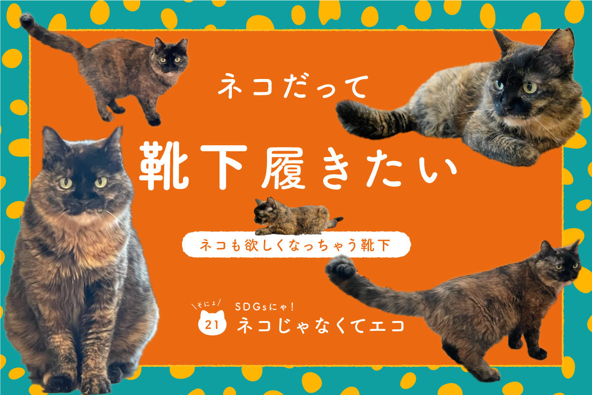ネコだって靴下履きたい vol.21