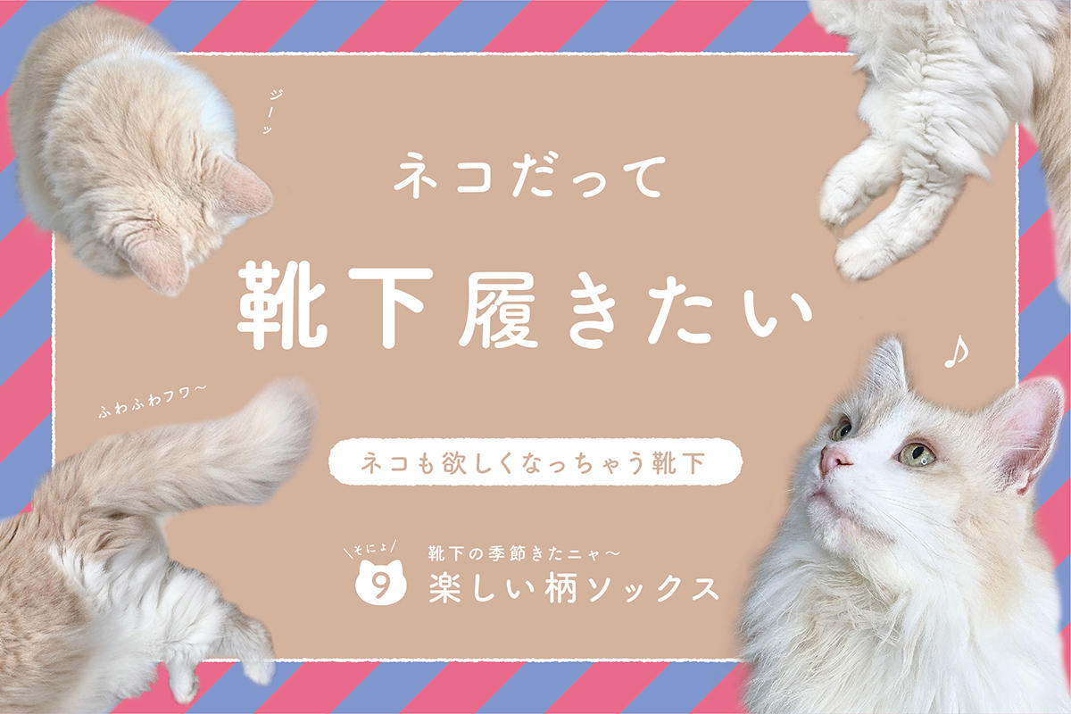 ネコだって靴下履きたい vol.9