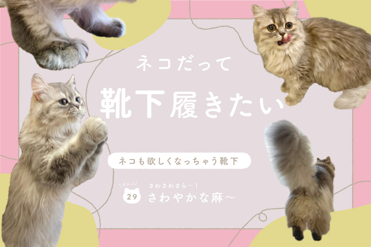 ネコだって靴下履きたい vol.29
