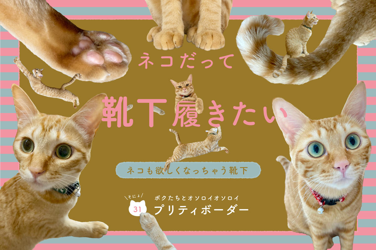 ネコだって靴下履きたい vol.31
