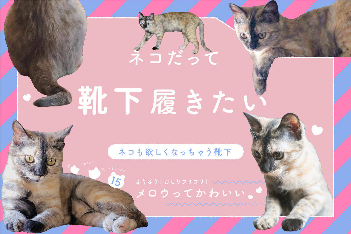 ネコだって靴下履きたい vol.15
