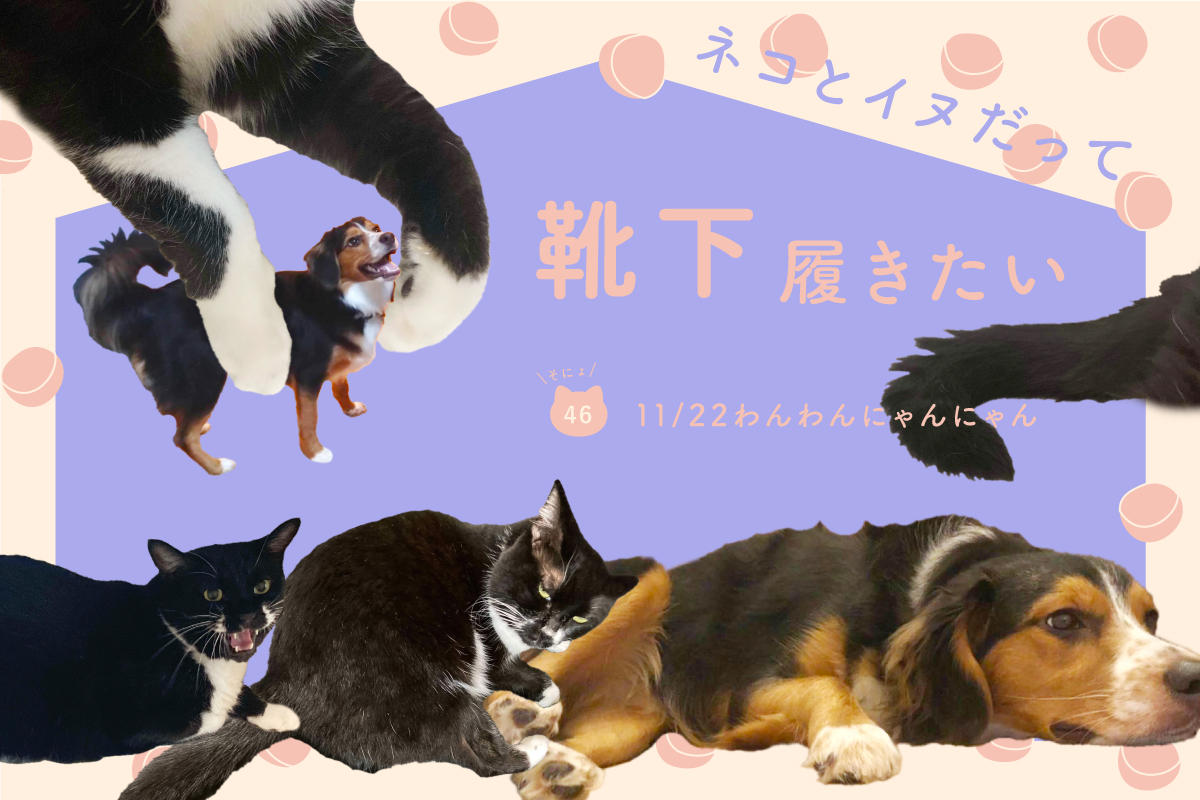 ネコだって靴下履きたい vol.46