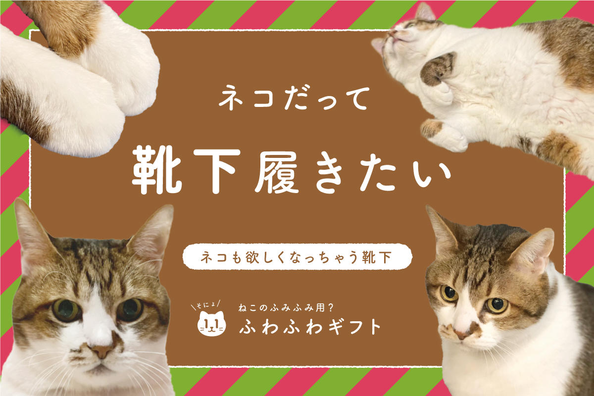 ネコだって靴下履きたい vol.11