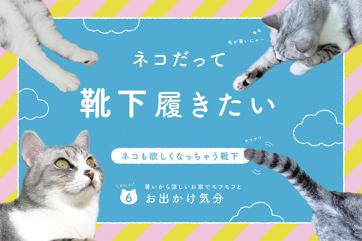 ネコだって靴下履きたい vol.6