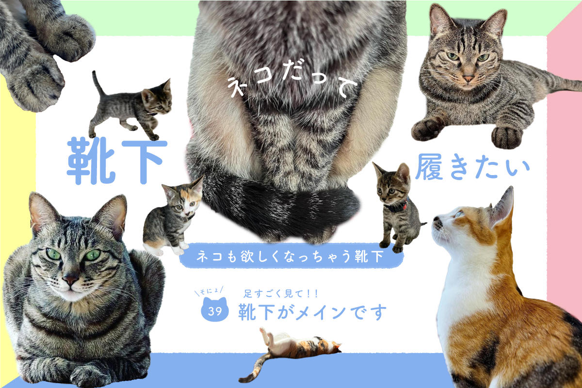 ネコだって靴下履きたい vol.39