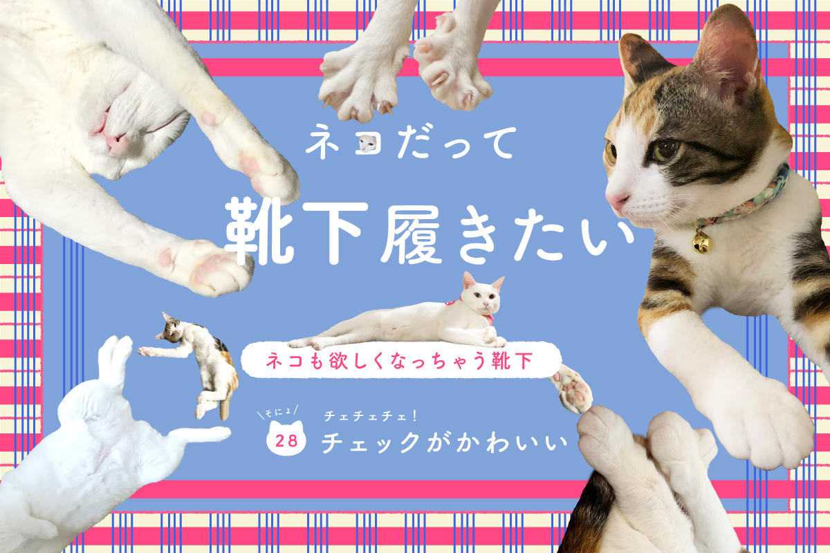 ネコだって靴下履きたい vol.28