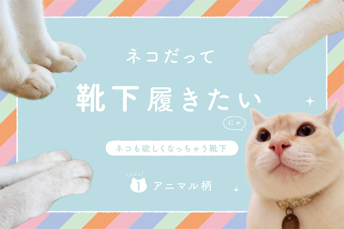 ネコだって靴下履きたい vol.1