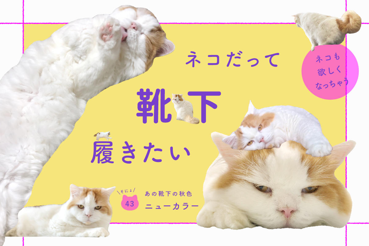 ネコだって靴下履きたい vol.43