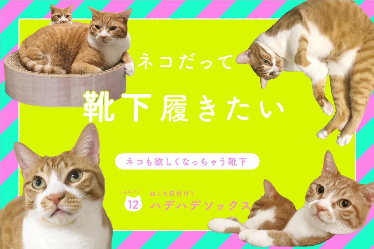 ネコだって靴下履きたい vol.12