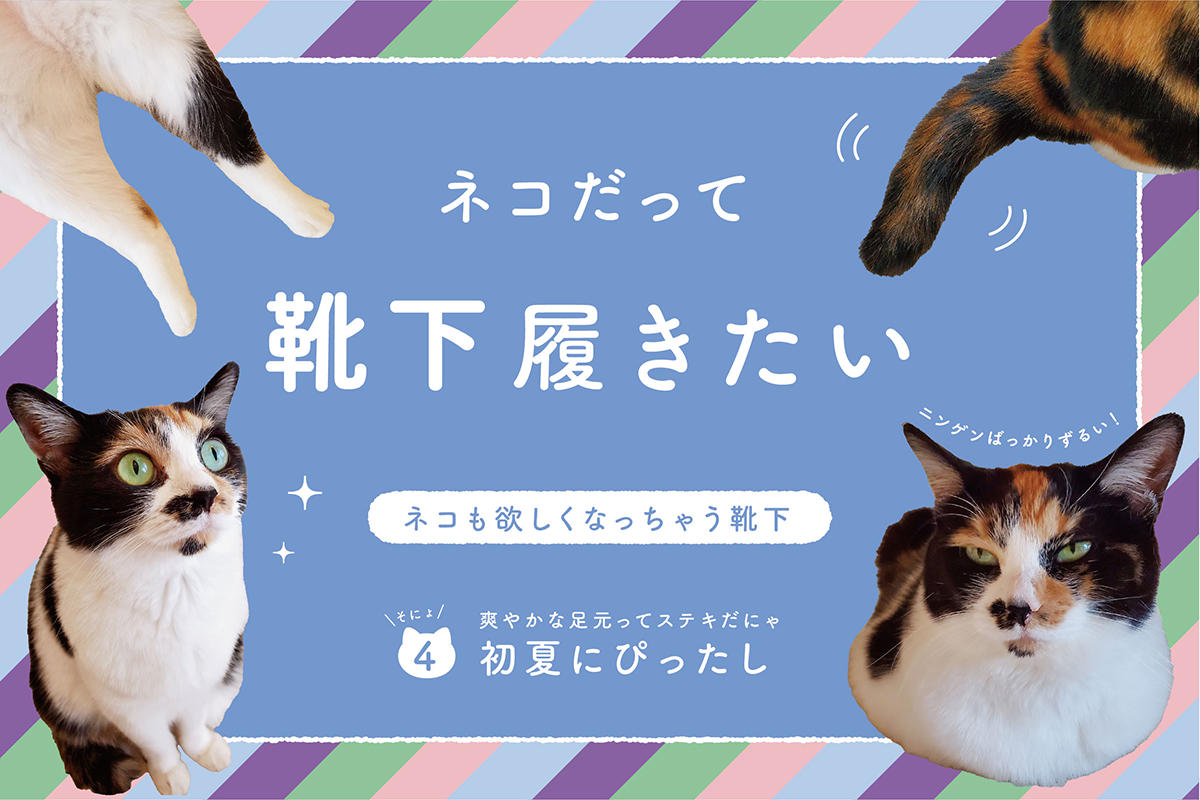ネコだって靴下履きたい vol.4