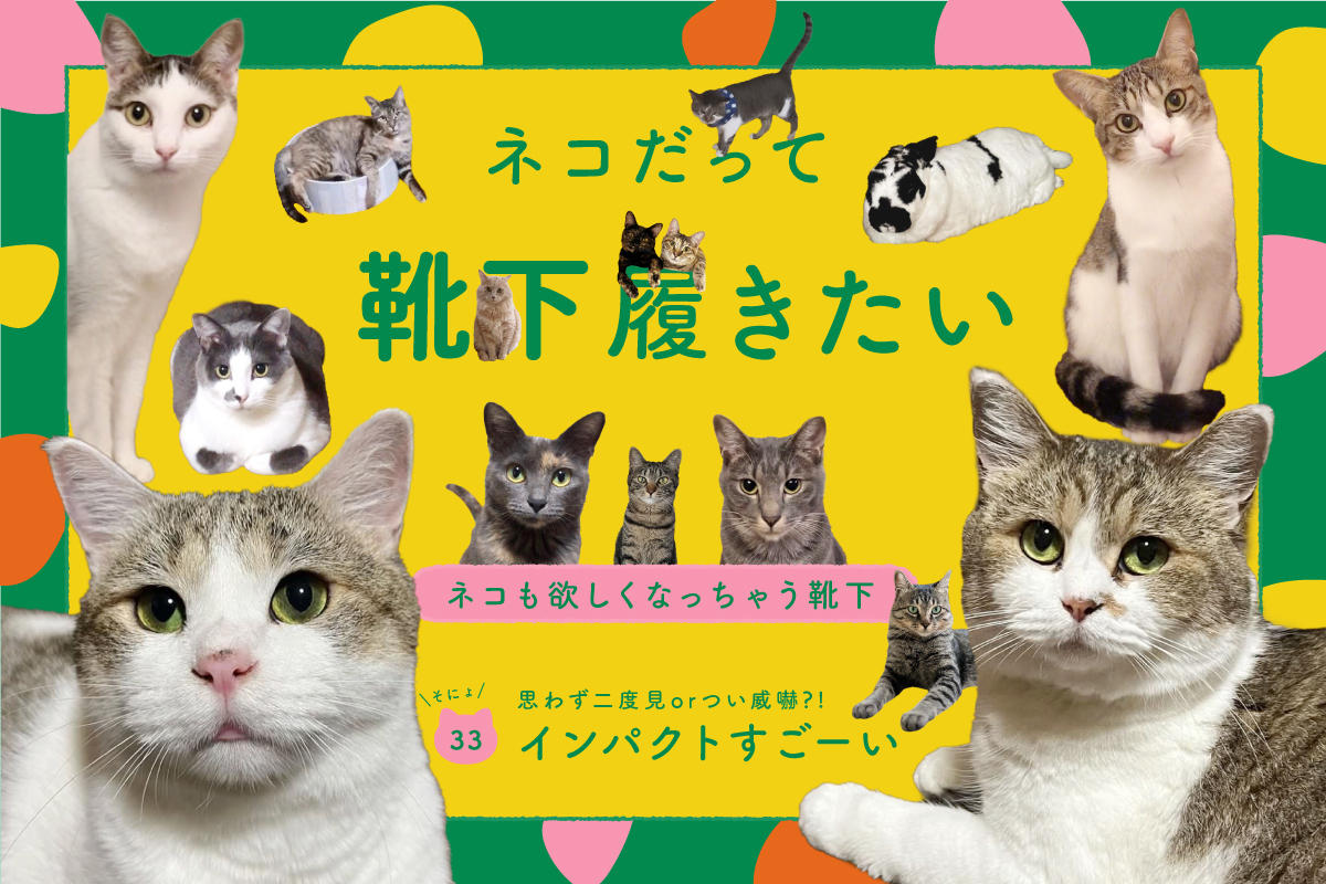 ネコだって靴下履きたい vol.33
