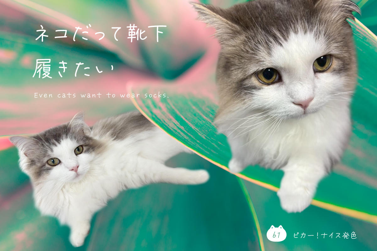 ネコだって靴下履きたい vol.61
